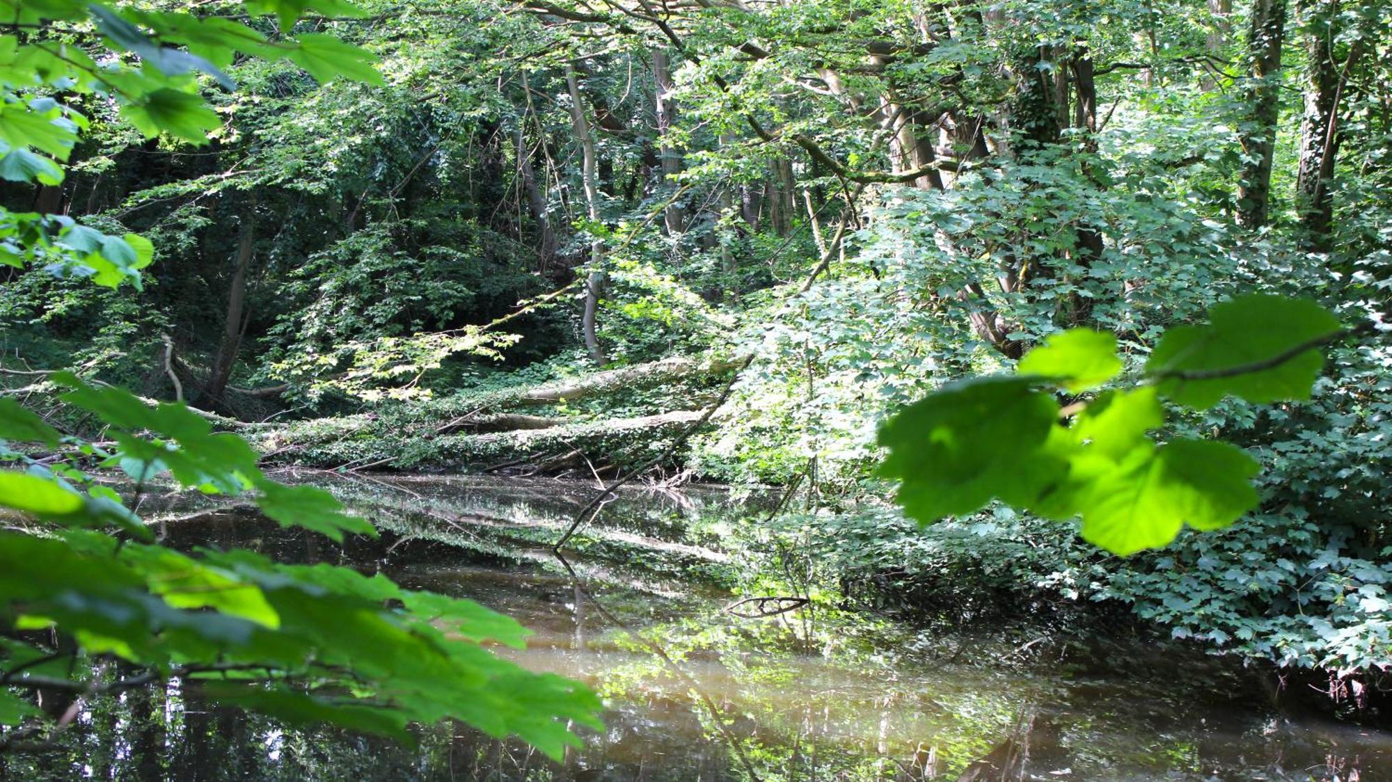 Zum Wohlfuhlen Fur 4 Erwachsene +1 Kind, Schwimmbad Vor Der Tur Tiere Erlaubt Apartman Sierksdorf Kültér fotó